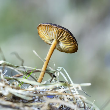 Mushroom Strobilurus stick ( lat: Strobilurus tenacellus )