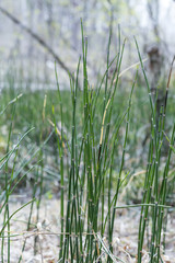 Plant Horsetail wintering ( lat. Equisetum hyemale )