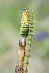 Plant Horsetail or common Horsetail ( lat. Equisetum arvense )