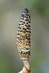 Plant Horsetail or common Horsetail ( lat. Equisetum arvense )