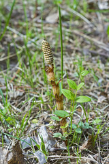 Plant Horsetail or common Horsetail ( lat. Equisetum arvense )