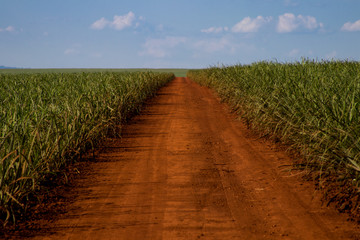 Fototapeta na wymiar Sugar cane and road