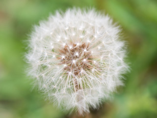 Obraz premium タンポポの綿毛