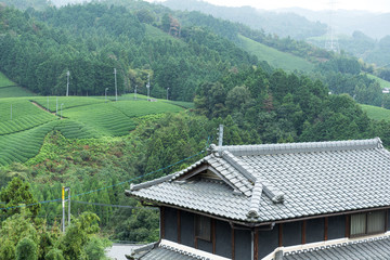 Fresh Tea field and japanese house