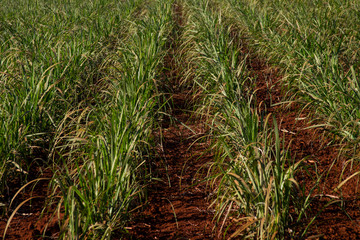 sugar cane plantation