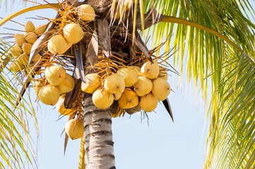 Yellow aromatic coconuts in bunch hanging in tree. Scientific name is Cocos Nucifera Linn.