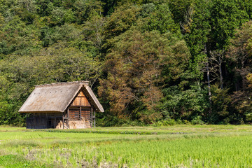 Shirakawago village in the forest