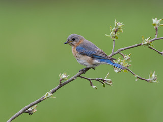 Naklejka premium Male Eastern Bluebird on Green Background