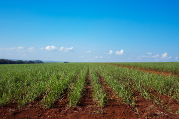 sugar cane plantation