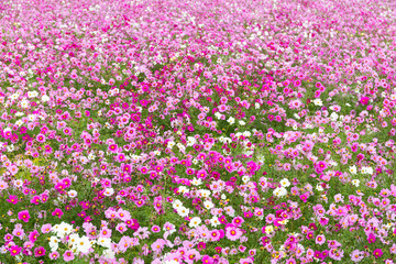 Fototapeta premium Cosmos flower garden