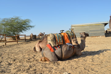 camel kneeling