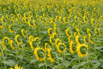 Sunflowers turn in harmony back