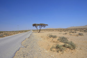 desert road with tree