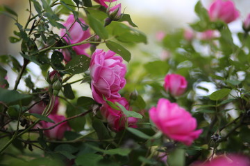 Bright Pink Roses