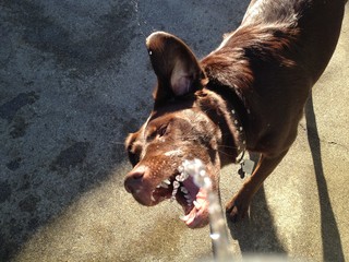 Dog and Water