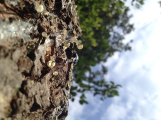 Tree Sap
