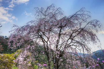 Fototapeta na wymiar 桜のある風景