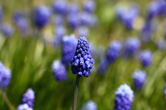 Fototapeta Muscari blossom./Among many inflorescences washed away on a contour muscari there is one in focus.