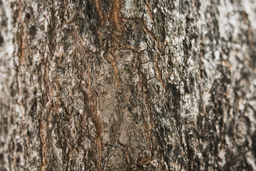 Tree bark