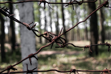 Barbed wire in the forest