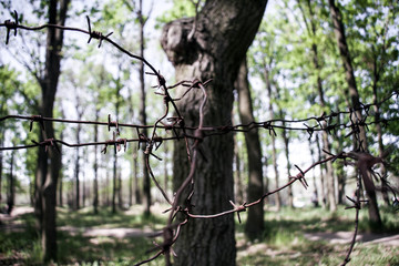 Fototapeta premium Barbed wire in the forest