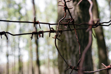 Barbed wire in the forest