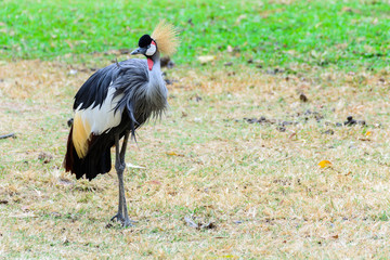 Grey crowned crane.