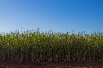 Sugar cane plantation