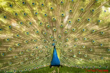 Obraz premium A walk in the park Peacock