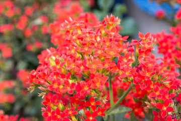 bush red flower in park