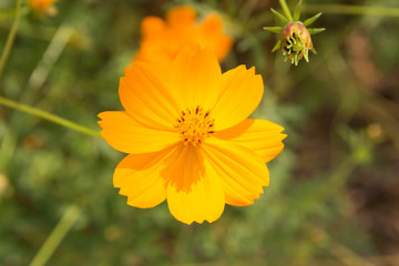 bloom yellow flower in park