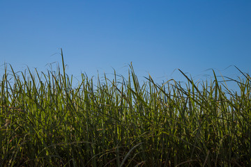 sugar cane plantation