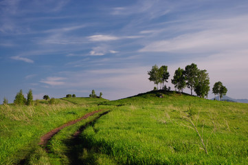 Fototapeta premium Landscape with country road to the valley in the spring foothills at fields with green grass of Altai mountains under clear blue sky with white clouds, Siberia, Russia