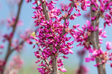 Judas tree (Cercis silastrum)