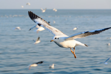Fototapeta na wymiar Flying seagull on the sea.