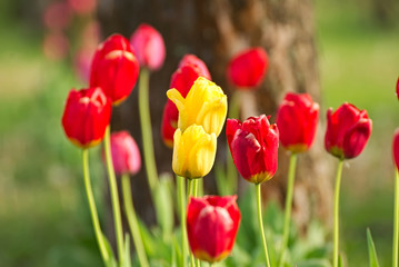 beautiful tulips on a field