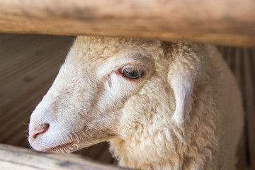 happy white sheep in farm