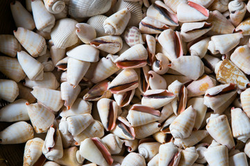 sea shells background