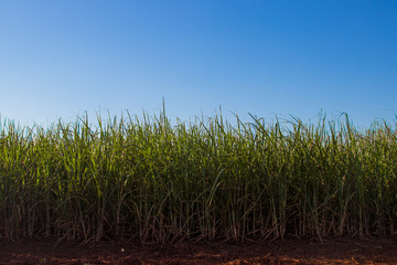 Fototapeta na wymiar sugar cane plantation