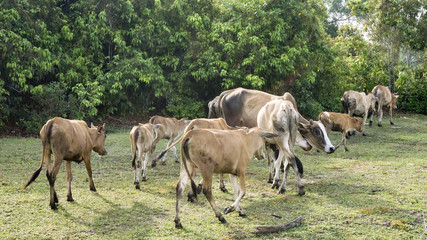 Obraz premium Cows grazing in a village