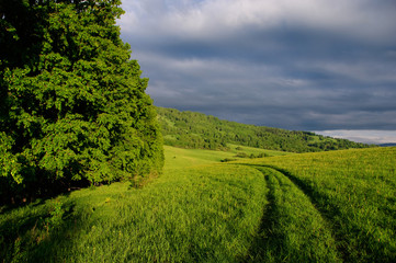 Road through a meadow with green grass on the background of a poplar grove under sunset stormy cloudy sky.  Altai Mountains, Siberia, Russia.