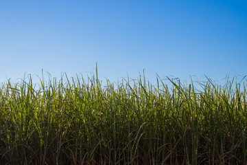 sugar cane plantation