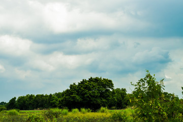 Obraz premium beautiful flower