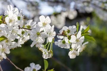 Spring cherry bloom