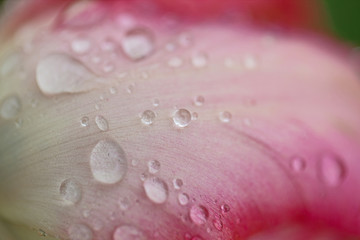 Makro tulipana w kroplach wody