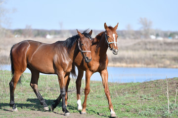 Horses at the farm