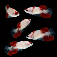 Obraz premium KOI Betta (Female) on black background. Beautiful fish. Swimming flutter tail flutter.