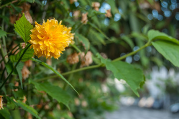 Kerria japonica