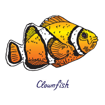 Clownfish (Anemonefish, Ocellaris clownfish, Amphiprion ocellaris), hand drawn doodle, sketch in pop art style, vector color illustration