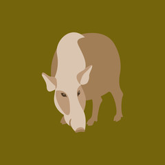 bushpig vector illustration style Flat